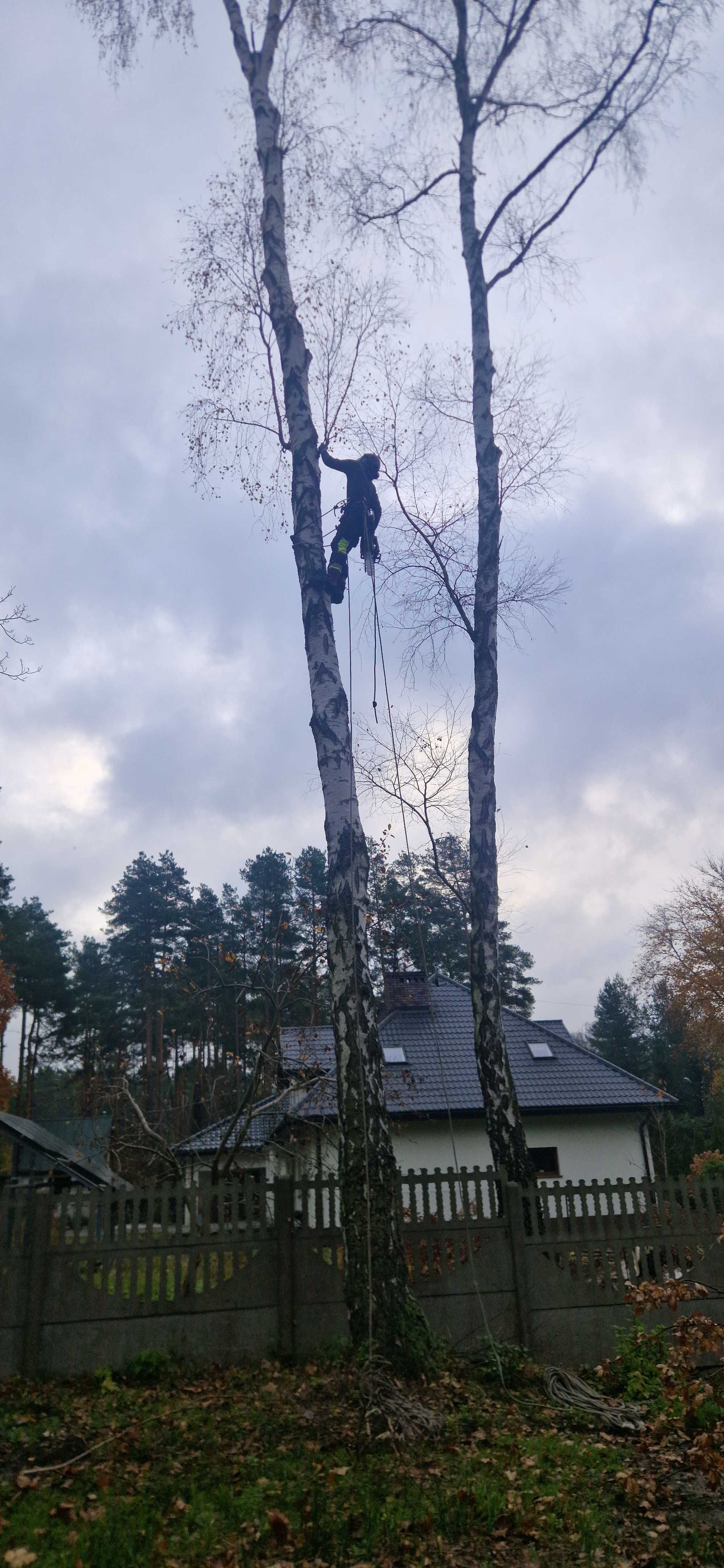 Wycinka drzew Karczowanie Skup Sprzedaz drewna rebak