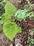 Tomate Inglês plantas