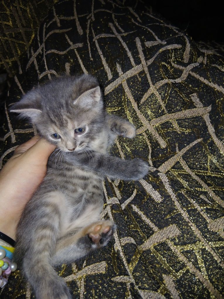 кошенята шукають люблячі домівки!