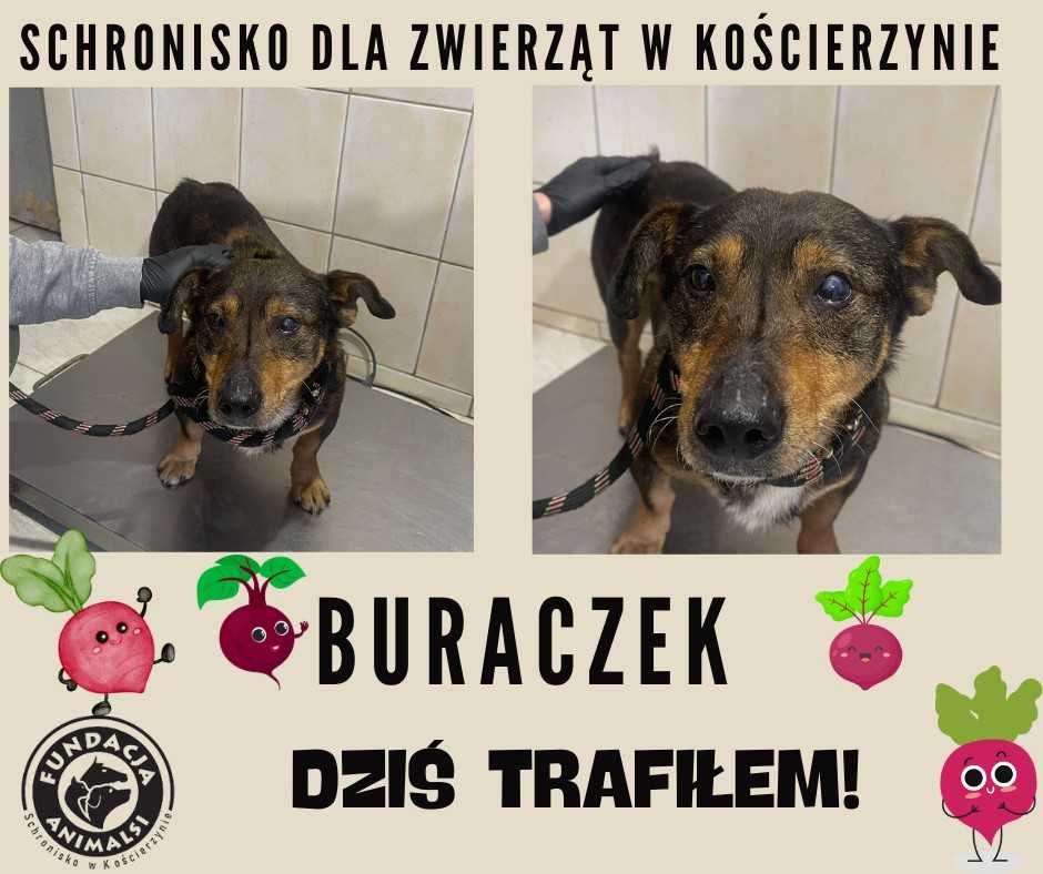 Znaleziono pieska
