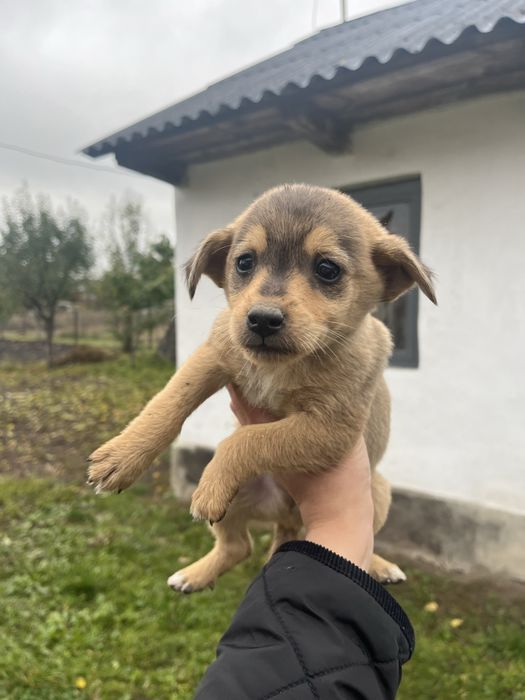 Цуценята , хлопчик і дівчинка , віддам в хороші руки!!