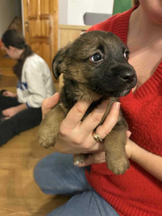 Pieski za darmo Kalisz małe