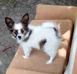Papillon Spaniel Kontynentalny Miniaturowy