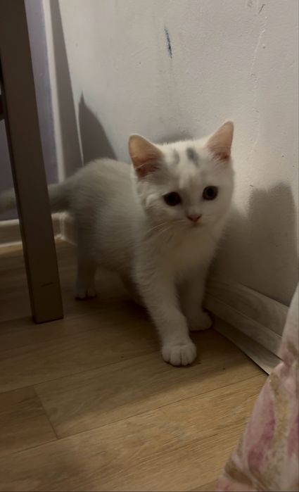 Długowłosa przytulaśna kotka szuka nowego domku :)