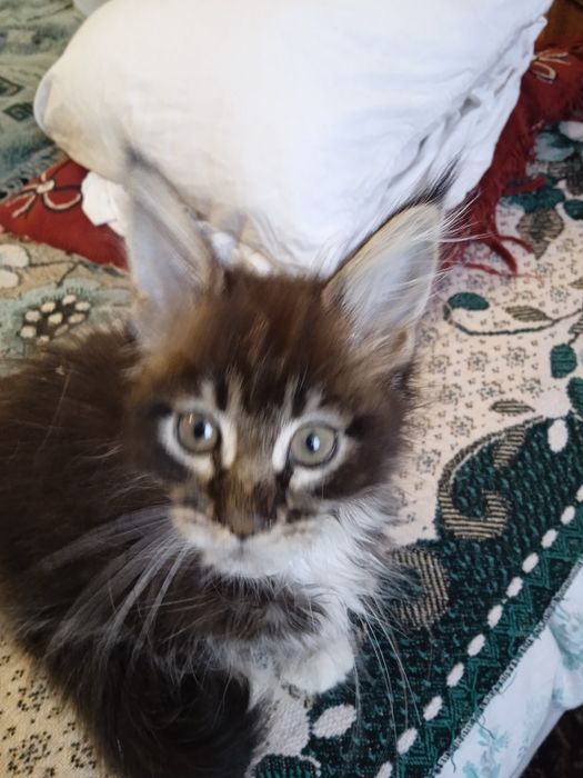 Двохмісячні симпатюльки мейн кунчики