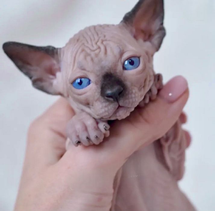 Сфинкс канадский котики