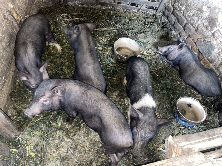 В'єтнамська вислобрюха свиня