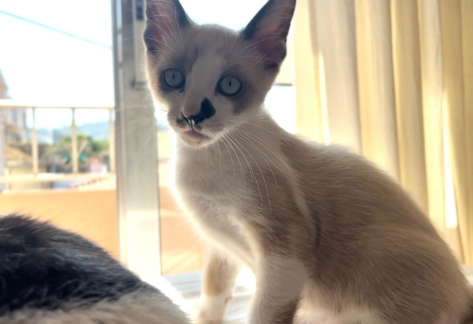 Gato para adoção responsável