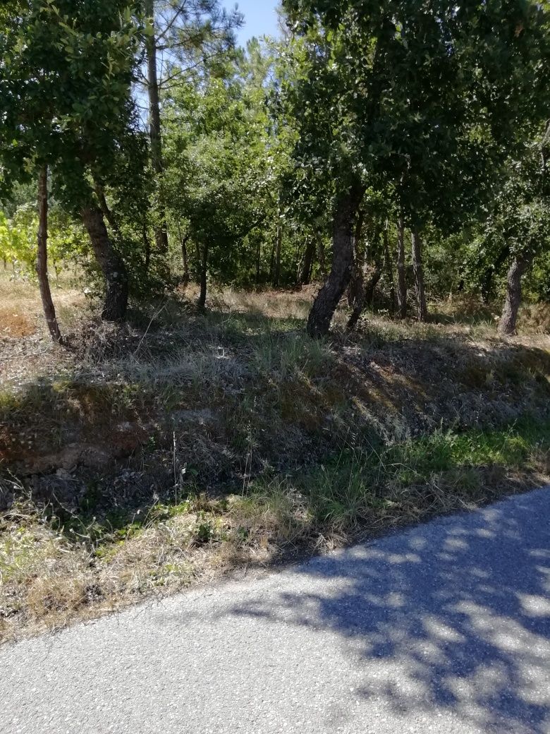 Vendo pinhal, com uma frente na estrada principal