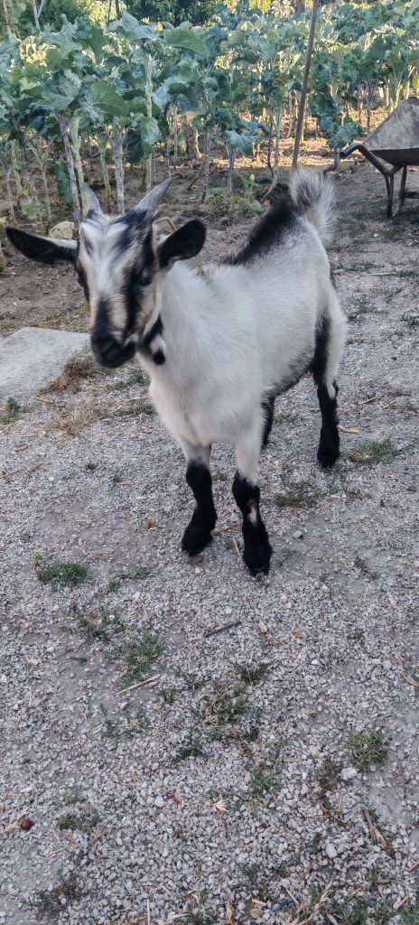 Cabrito raça serpentina