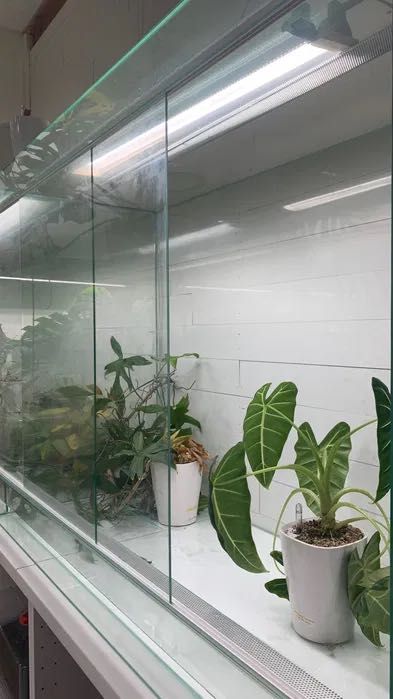 Arcadia Jungle Dawn Led 51W - Lampa do terrarium