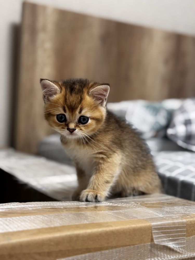 Шотланская золотая шиншилла котенок