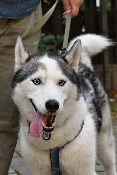 Nikon AF-S Nikkor 28-70mm f/2.8D ED IF