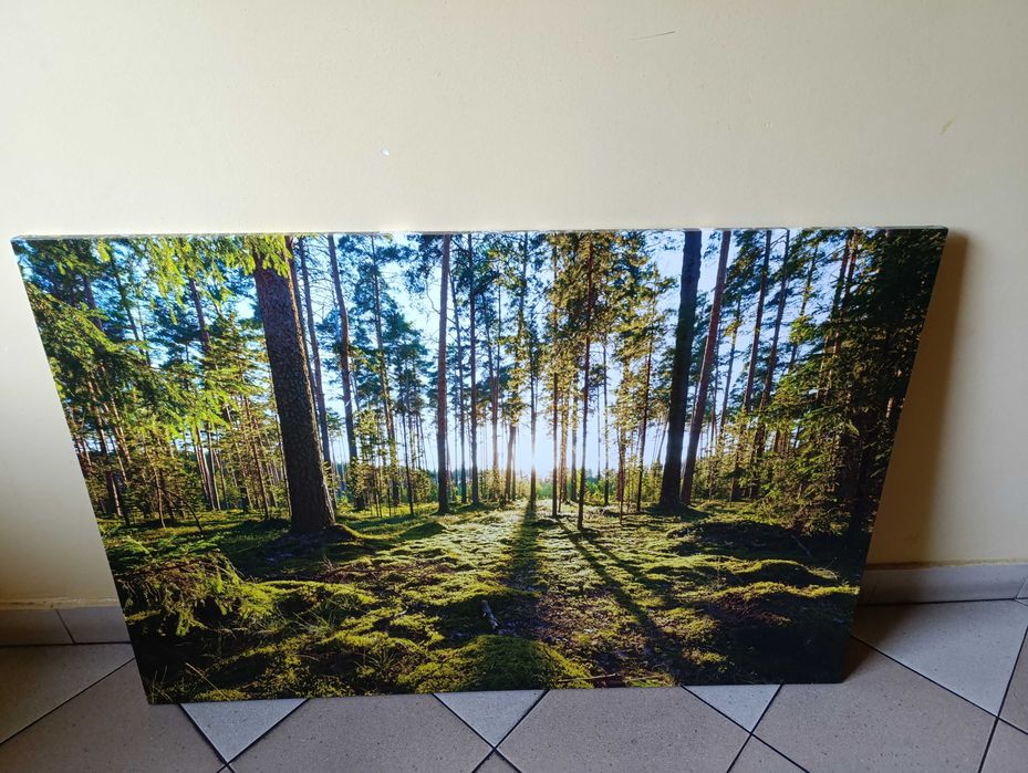 Duży Obraz na ścianę - Las - fotografia na płótnie - 120cm x 80 cm