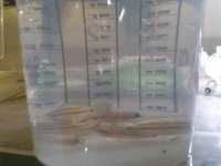 Ciclideos Julidochromis regani
