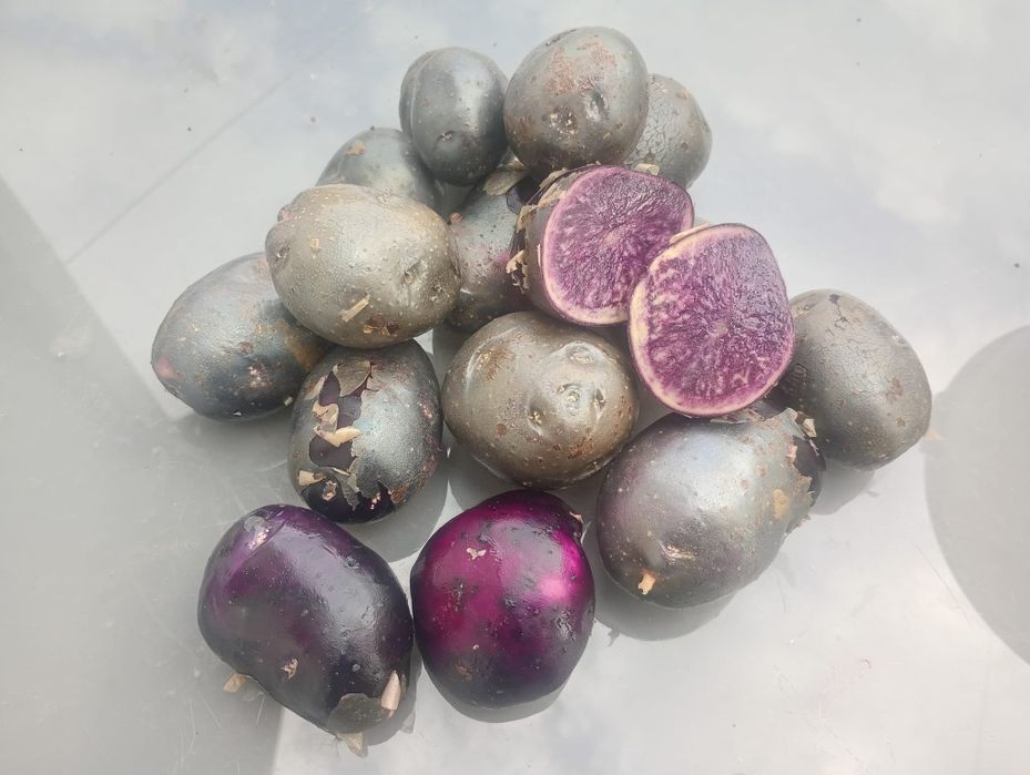 Ziemniaki truflowe zdrowotne