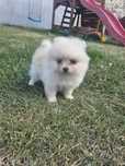 Szpic miniaturowy suczka Boo Pomeranian