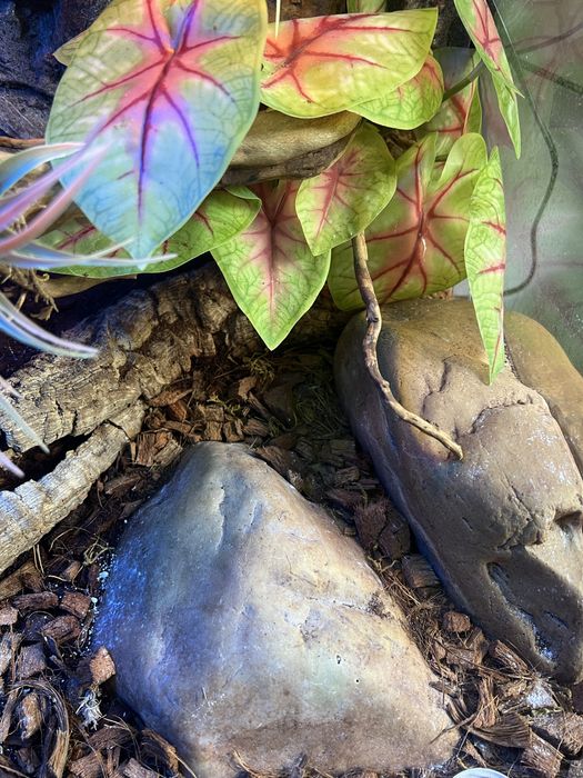 Terrarium Exo-Terra 60x45x45 + wyposażenie