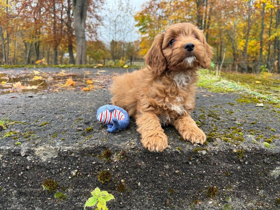 cavapoo szczeniak suczka