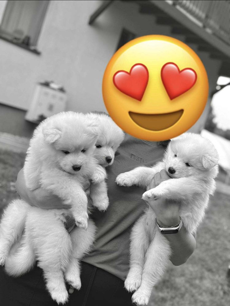 Szczeniak pies samoyed