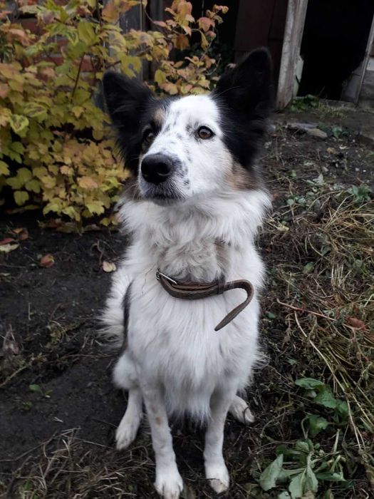 Отдам щенков Бордер-колли за символическое вознаграждение. (Метисы)