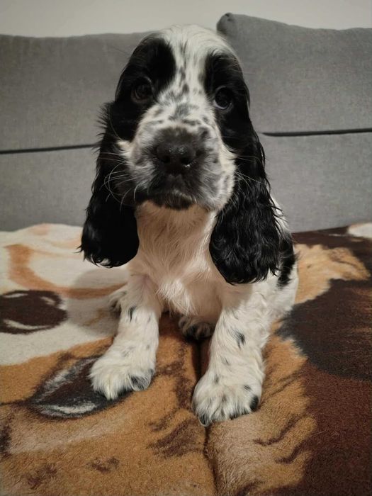 Sunia biało czarna cocker spaniel angielski