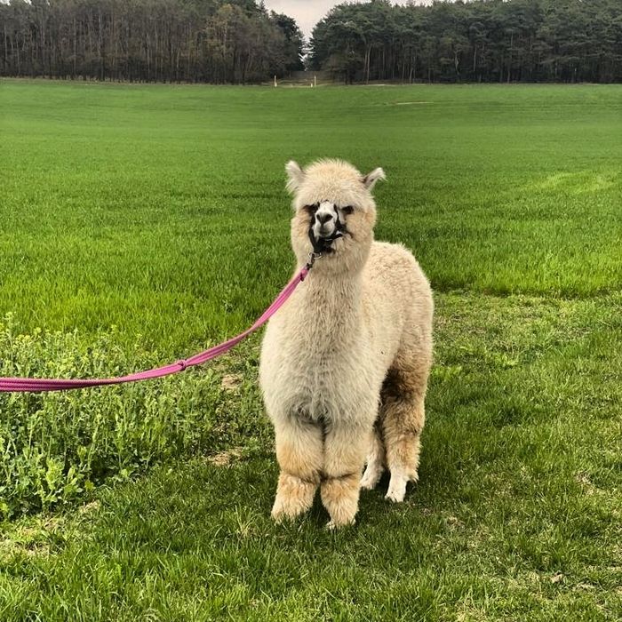 Alpaka  samiczki/ samiec