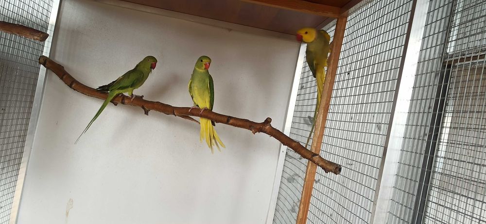 Para lęgowa. Aleksandretta obrożna.