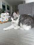 Gatinho bosques da noruega