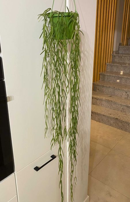 Hoya linearis ze zdjęcia, ok. 110-120