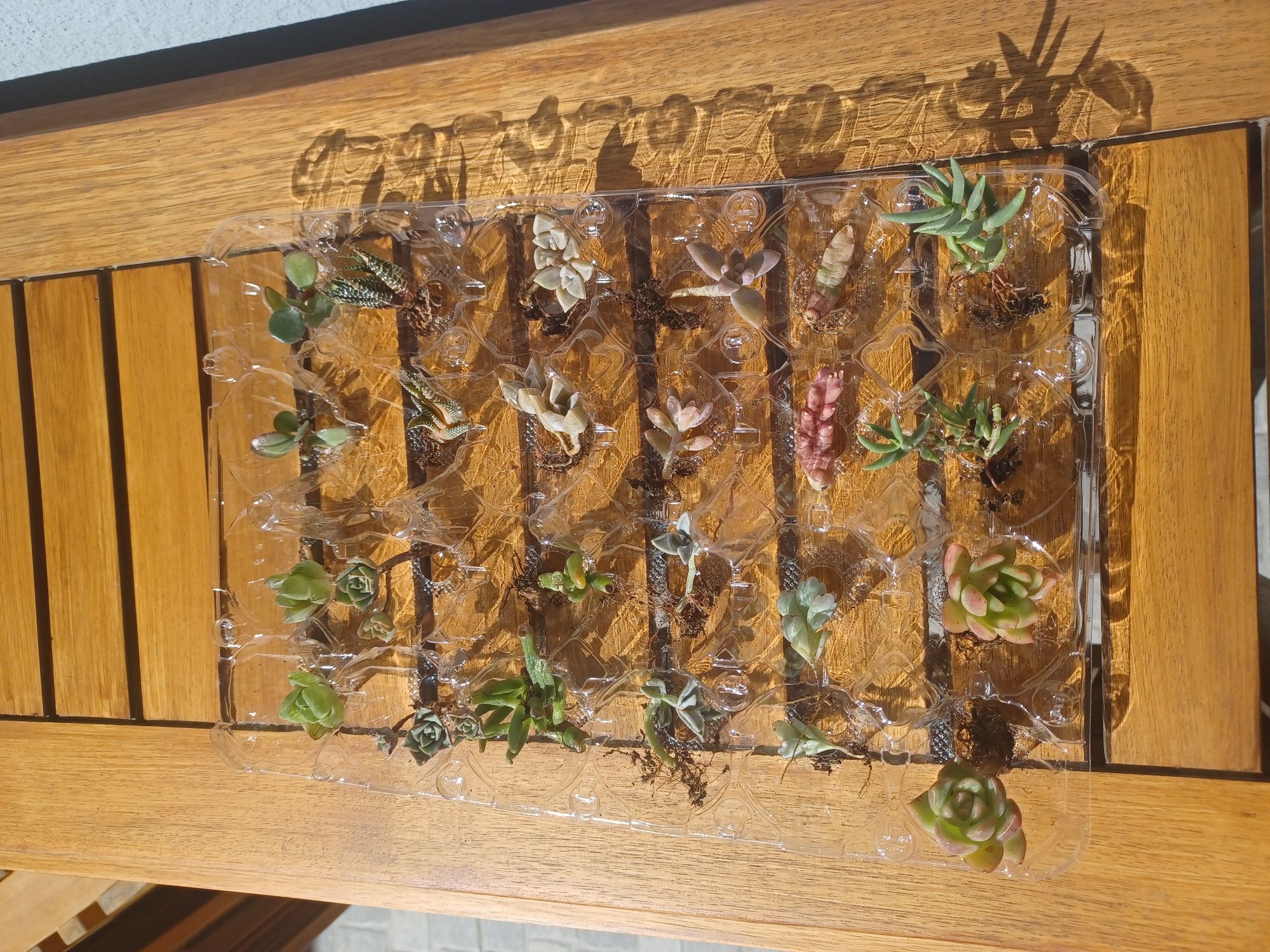 24 cactus de 12 espécies diferentes