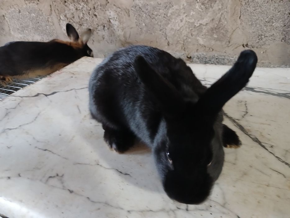 Кролики декоративные домашние