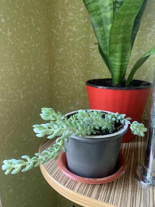 Седум(очиток)Моргана