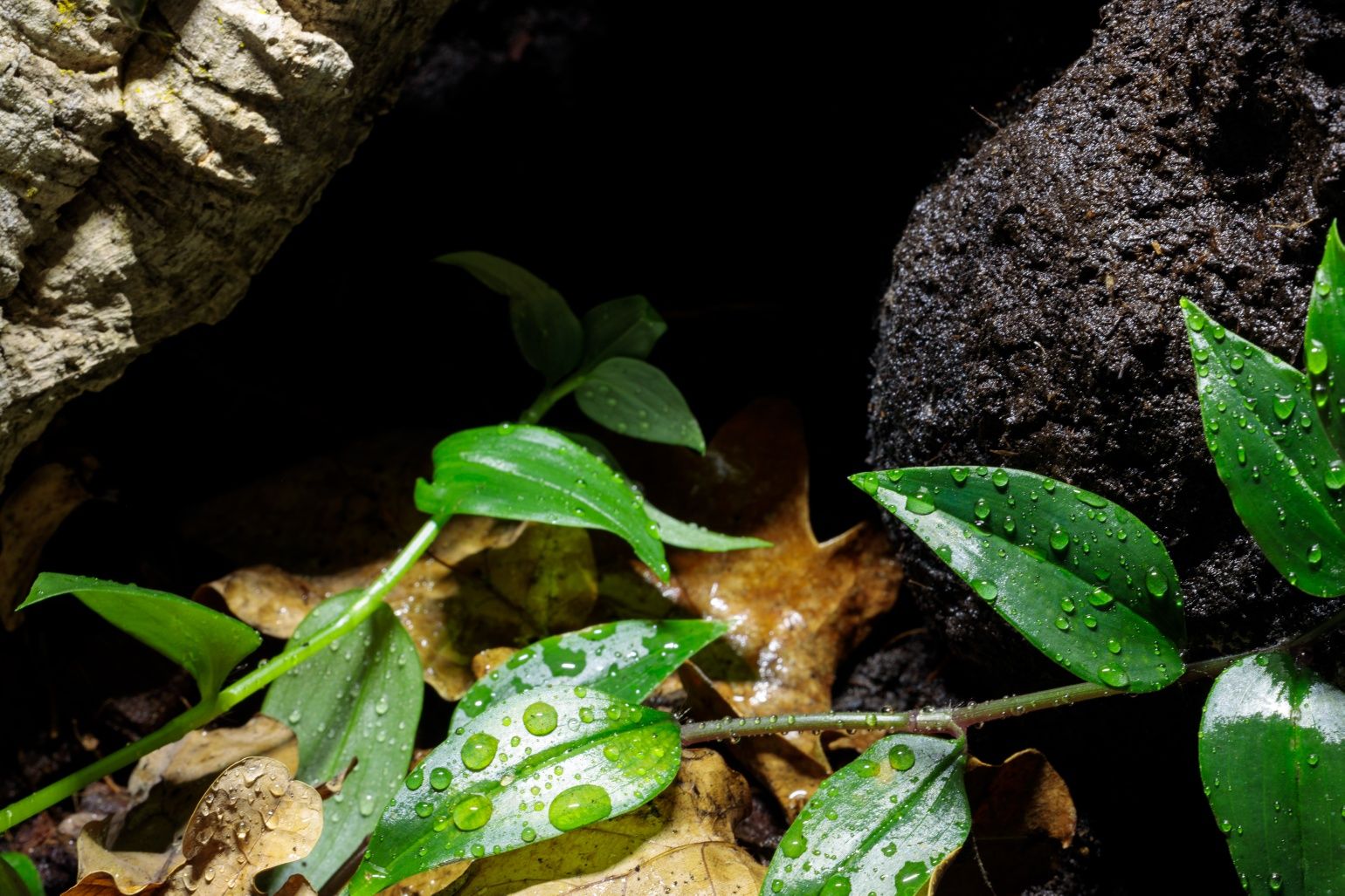 Terrarium tropikalne 40x40x60