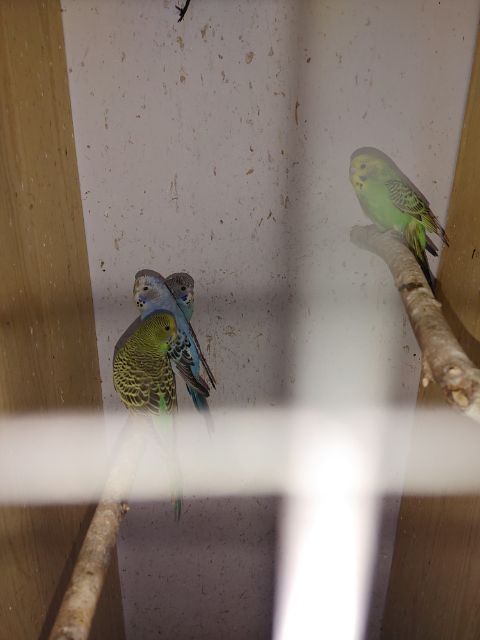 Sprzedam młode papugi faliste.