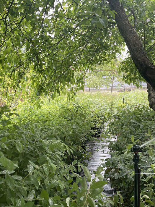 Жимолость. Колекція сортів.