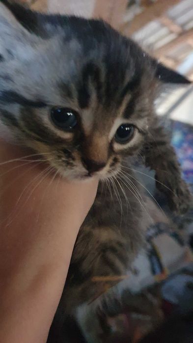 Oddam kotki w DOBRE ręce.