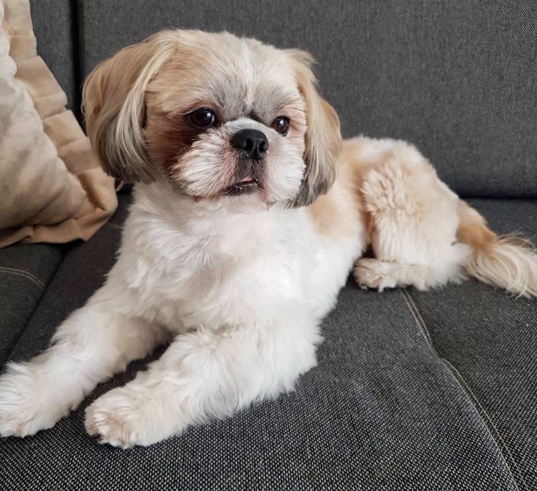 Reproduktor z rodowodem Shih-Tzu