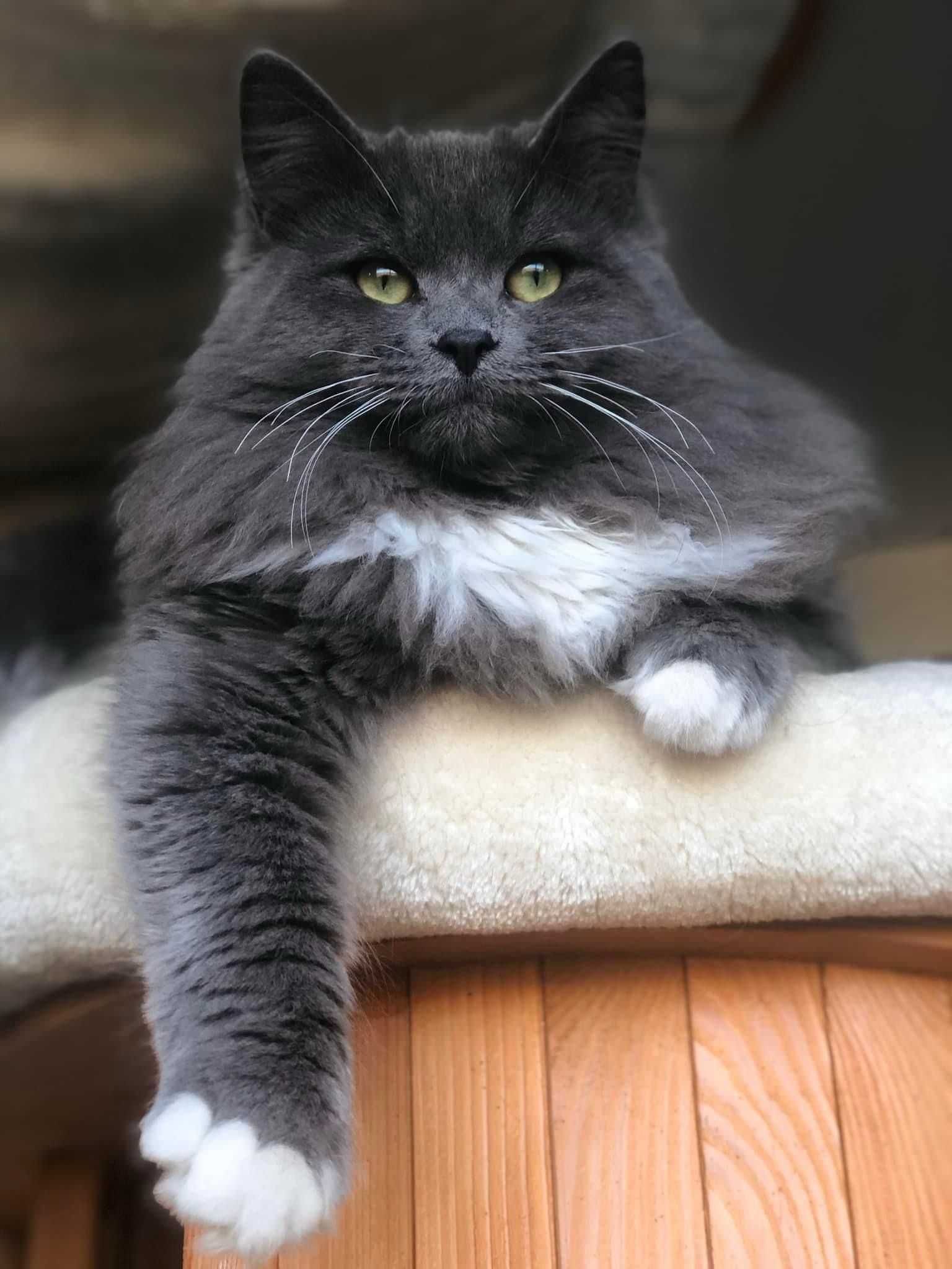 Gatinho Siberiano Macho - Hypoalergénico - Raro em Portugal