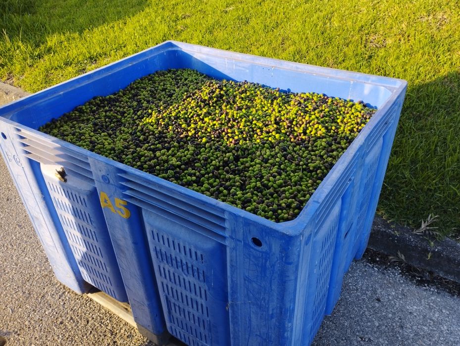 Azeite Virgem Extra Biológico - Ribatejo