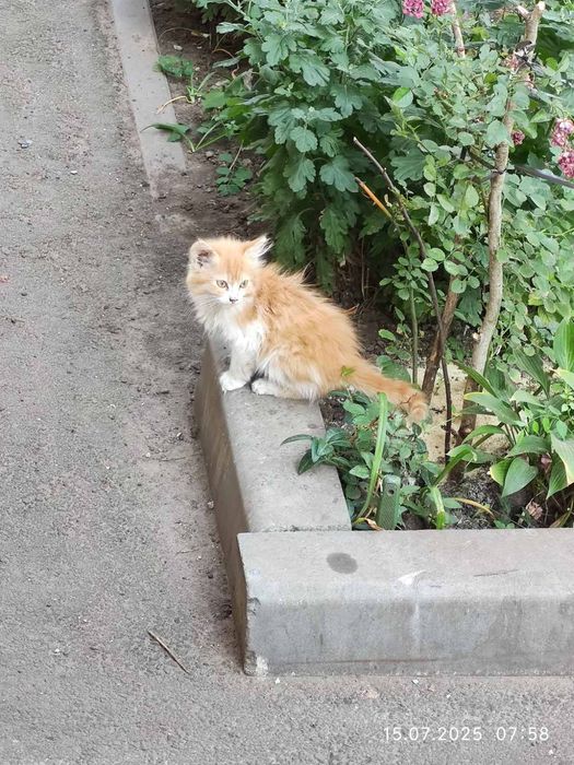 Милые котята даром. Кот. Кошка. Котенок бесплатно