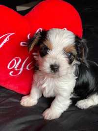 Yorkshire Terrier Biewer