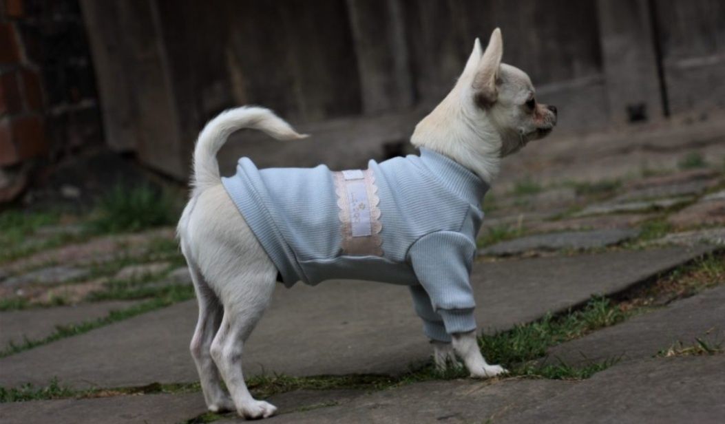 Pet Butik - Bluza cuti Dog