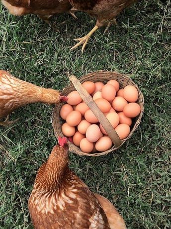 Яйца инкубационные испанка голошейка белая,красная, импорт и Украина