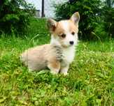 Welsh Corgi Pembroke piesek rudo- biały Natural Bobtail CHEETOS
