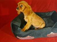 Cavalier King Charles Spaniel Piesek