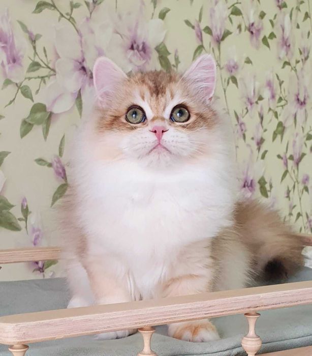 Британський хлопчик Маркус