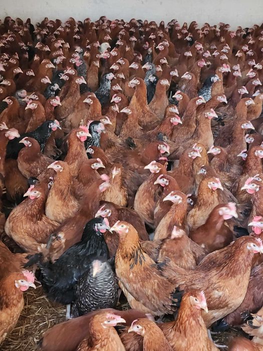 Kury NIOSKI z wolnego wybiegu ! Rossa Messa Leghorn ! Zapraszam !