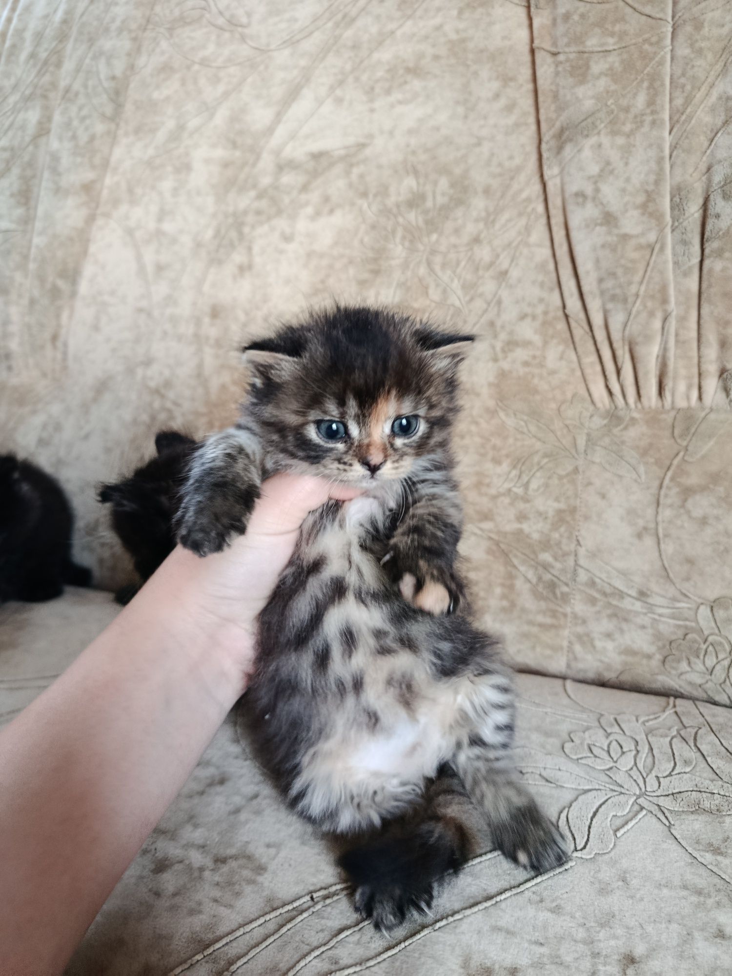 Віддам безкоштовно в добрі руки