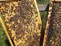Пчелосемьи, пчелопакети, пчелы , бджолосім'я , бджолопакети, бджоли